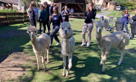 LAUGHING WITH ALPACAS